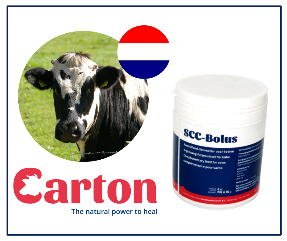 SCC Bolusai – sparčiai populiarėjanti natūrali pagalba pieninių galvijų ūkiams