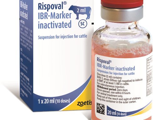 Rispoval IBR-Marker Vivum, liofilizatas ir skiediklis injekcinei suspensijai