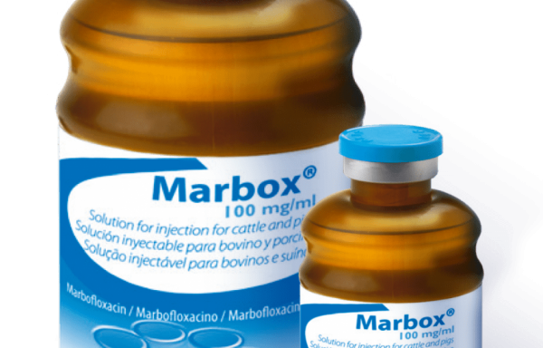 MARBOX 100 mg/ml injekcinis tirpalas galvijams ir kiaulėms
